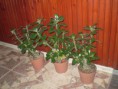 /album/fenykepgaleria/sivatagi-rozsa-adenium-001-jpg/